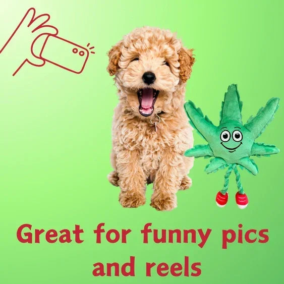 Cute puppy with a smiling leaf plush toy, ideal for funny pet photos and reels.
