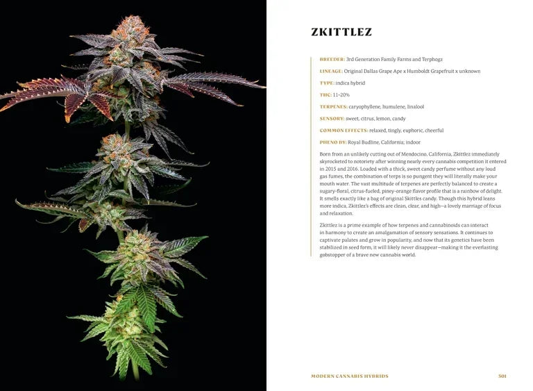 Close-up of a Zkittlez cannabis plant with dense, colorful buds and green leaves.
