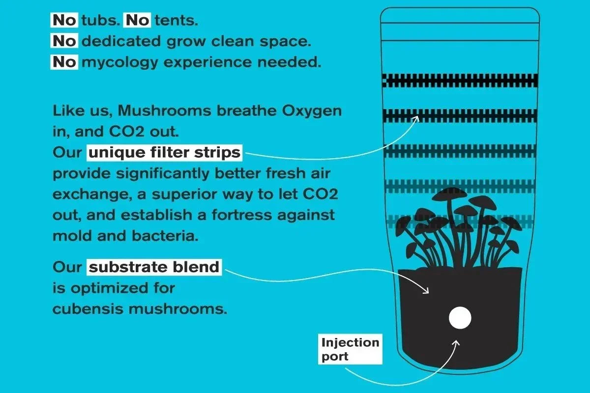 Infographic showing a mushroom grow bag with filter strips, substrate blend, and injection port.