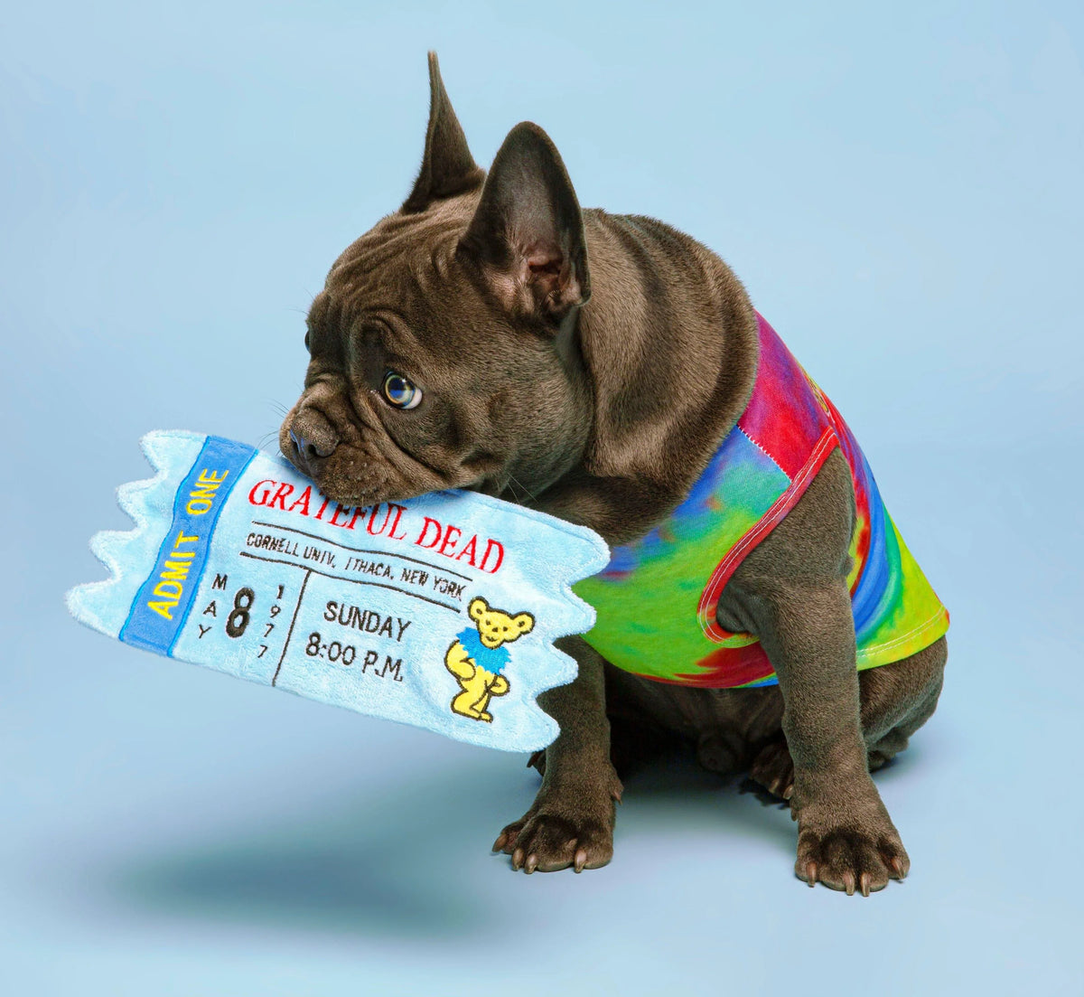 French bulldog in tie-dye shirt holding a playful Grateful Dead ticket plush toy