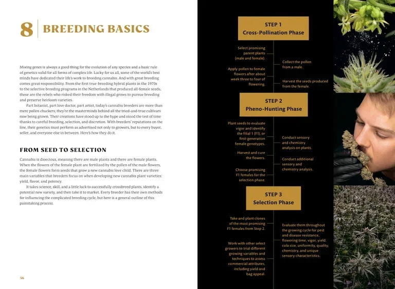 Cannabis breeding basics guide with cross-pollination, pheno-hunting, and selection phase steps, plus cannabis plants and a person examining buds.