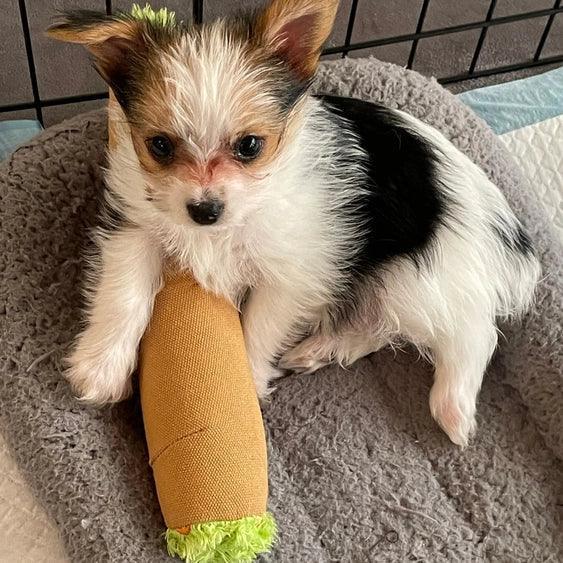Small black and white puppy resting on a gray pet bed with a plush toy carrot.