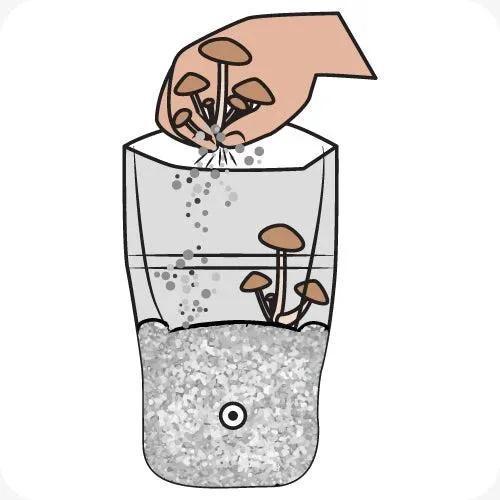 Illustration of hand harvesting mushrooms from a glass container with substrate and filter