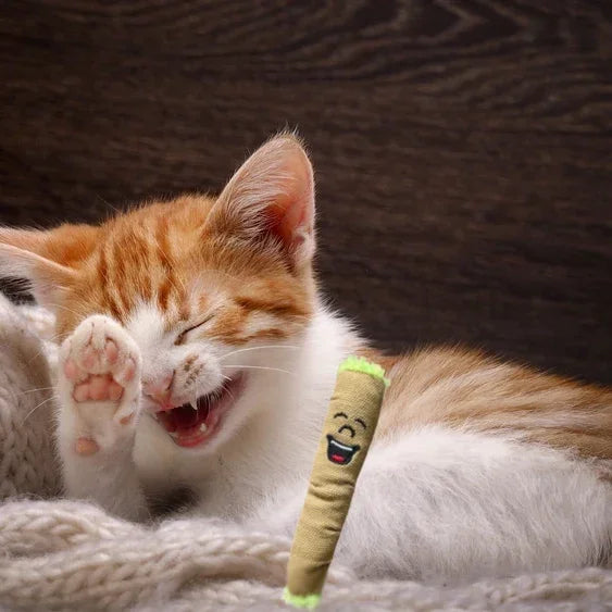 Laughing orange kitten with a smiling plush toy joint on a cozy knitted blanket
