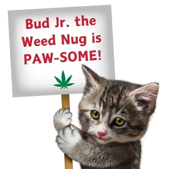 Cute gray kitten holding a sign with cannabis leaf and playful weed-themed message