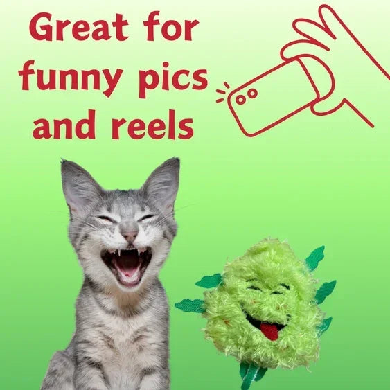 Laughing cat and funny green plush toy on green background, great for funny pics and reels.