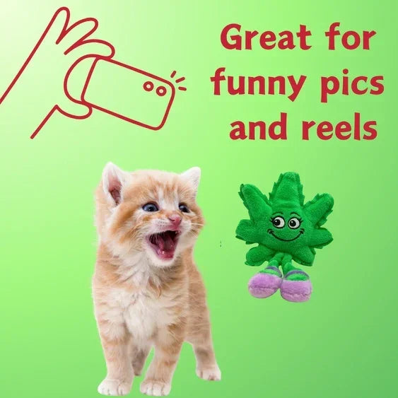 Orange kitten and smiling green leaf plush toy on green background, text reads great for funny pics and reels.