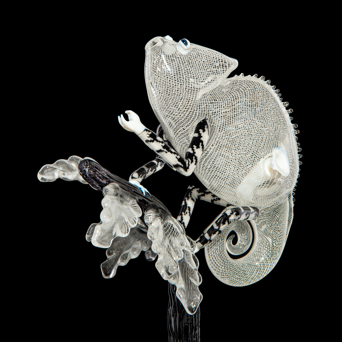 Crunklestein x Blue Soldier - White Reticello Chameleon