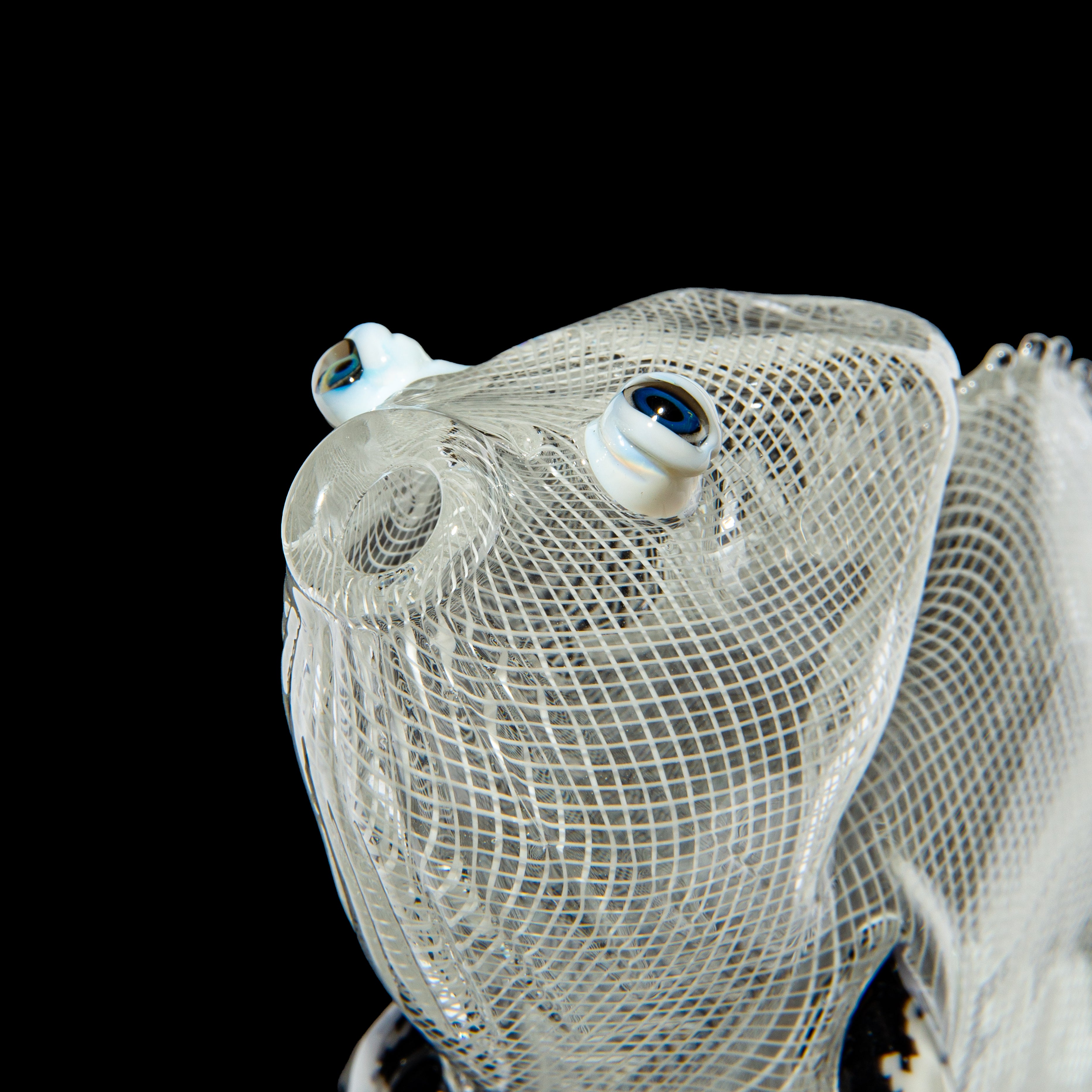 Crunklestein x Blue Soldier - White Reticello Chameleon