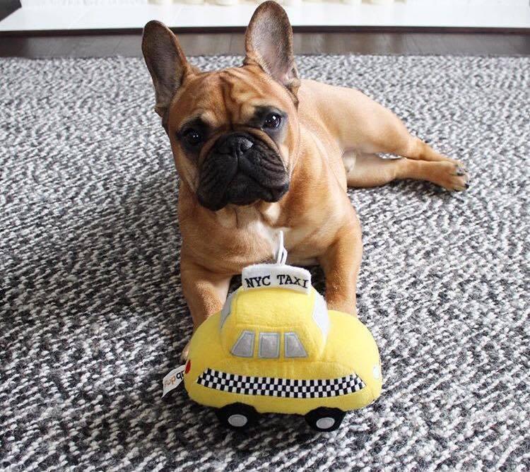 French bulldog lying on a carpet with a yellow NYC taxi plush toy