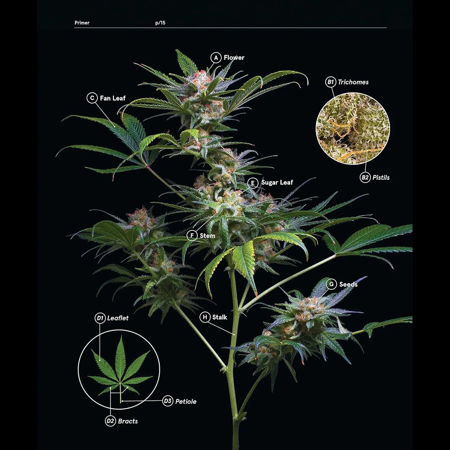 Green: A Field Guide to Marijuana