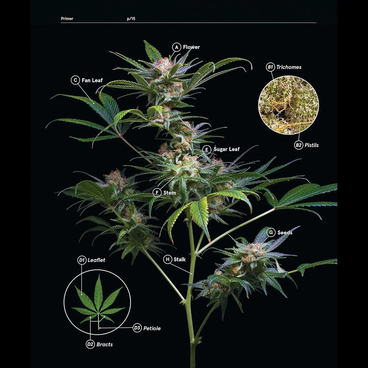 Diagram of labeled cannabis plant parts with close-ups of trichomes, pistils, leaves, and seeds.