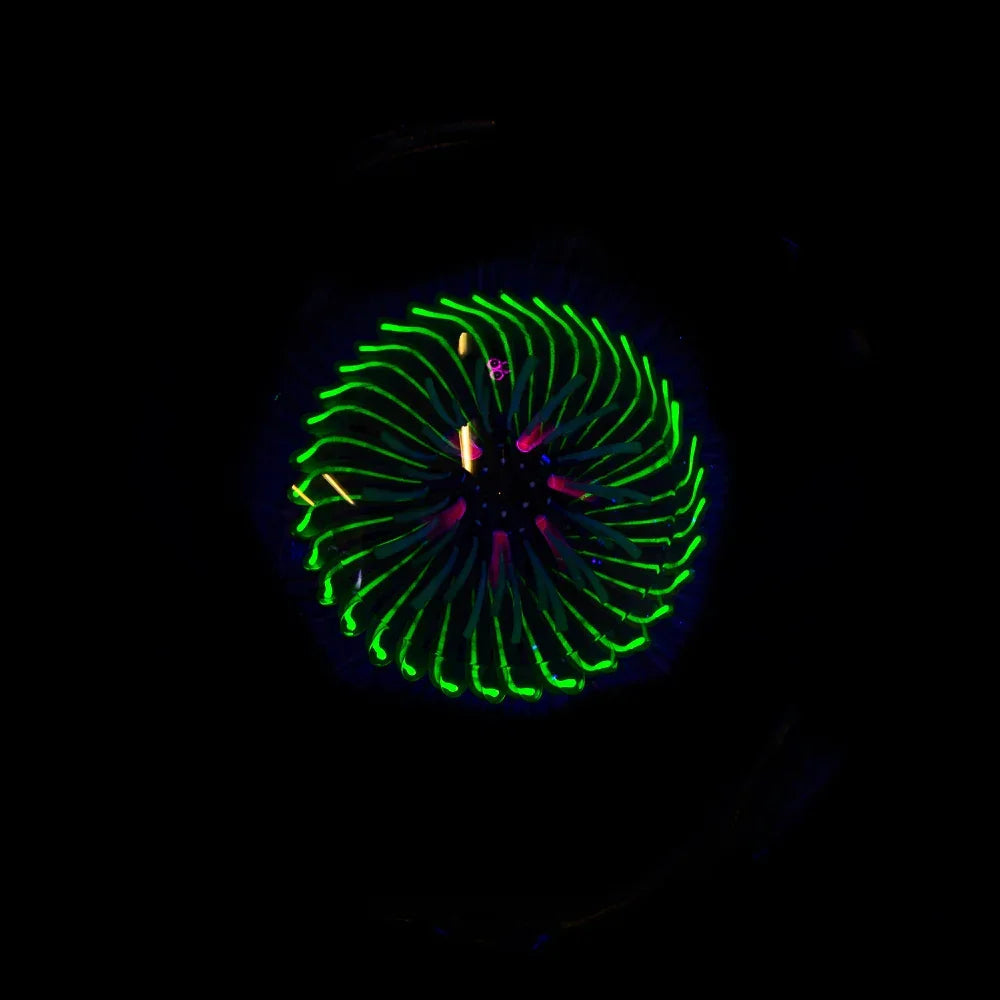 Ponder The Orb: John Bridges x Tim Keyzers