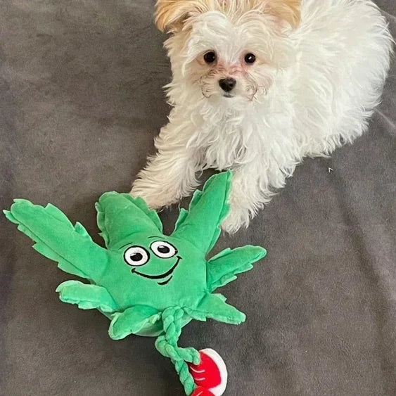 Small white fluffy dog with a plush green leaf dog toy on a gray background