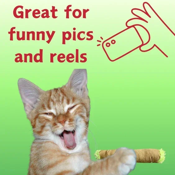 Smiling orange tabby cat with toy, text says great for funny pics and reels, green background