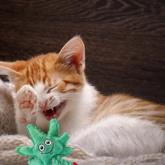 Smiling orange and white kitten lounging with a green plush toy on a cozy blanket