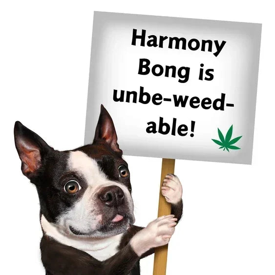 Boston Terrier holding sign with cannabis leaf and text 'Harmony Bong is unbe-weed-able!'