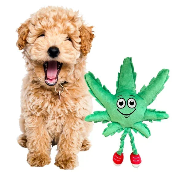 Cute dog with plush leaf-shaped toy, pet accessory, white background