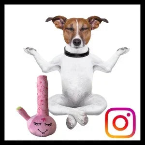 Dog meditating in lotus pose next to a pink glass water pipe and Instagram logo, smoke shop theme