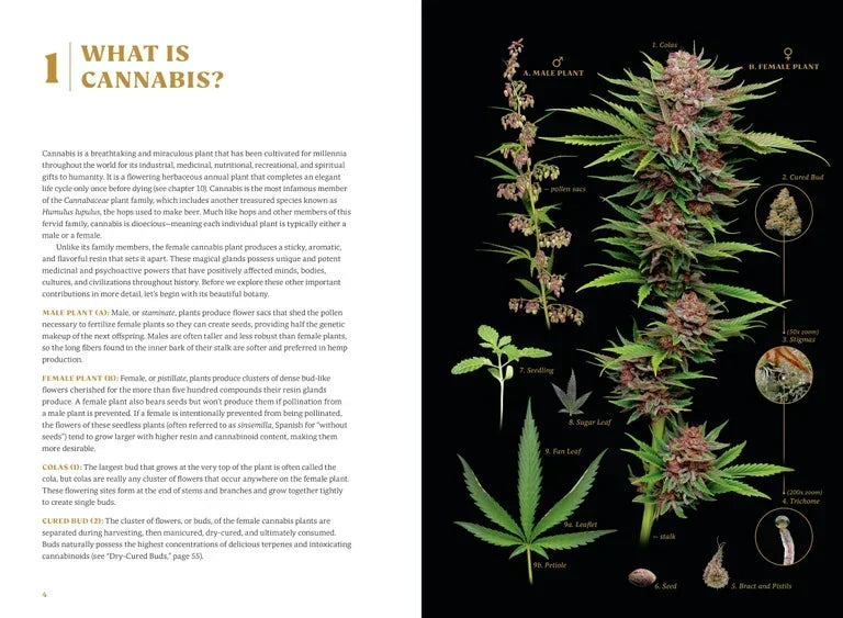 Cannabis plant anatomy chart showing male and female plants, leaves, bud, seedling, and seeds.