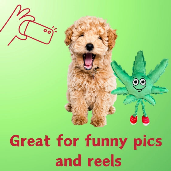Paw:20 - MJ The Weed Leaf Dog Toy