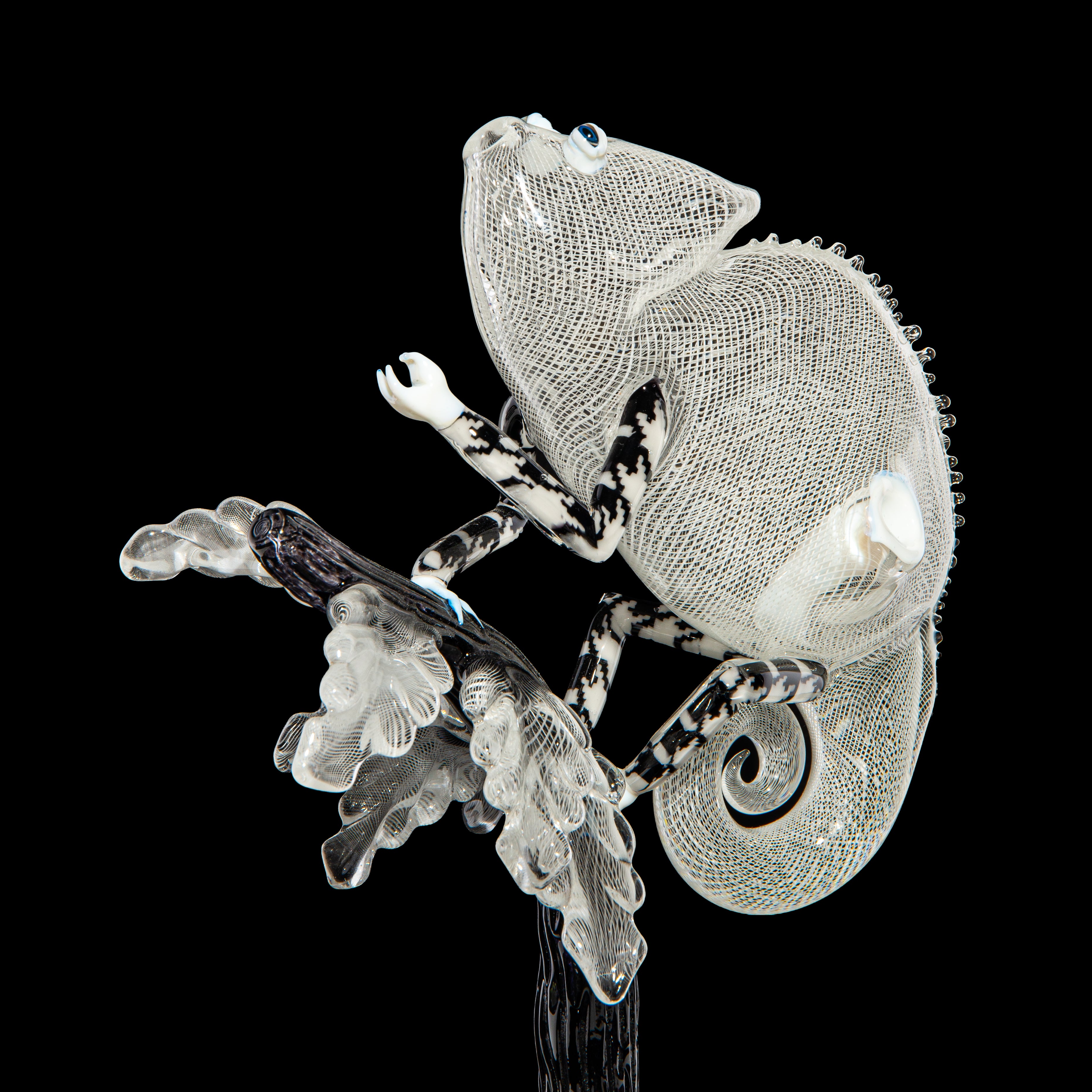 Crunklestein x Blue Soldier - White Reticello Chameleon