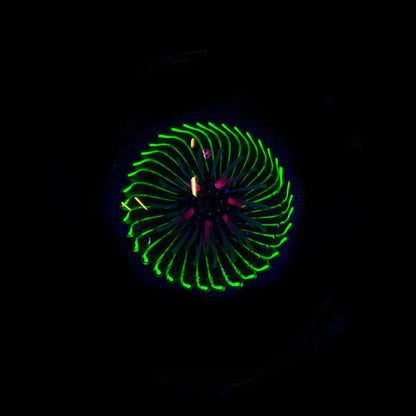 Ponder The Orb: John Bridges x Tim Keyzers